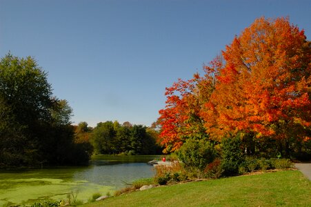 Fall colors fall leaves leaves photo