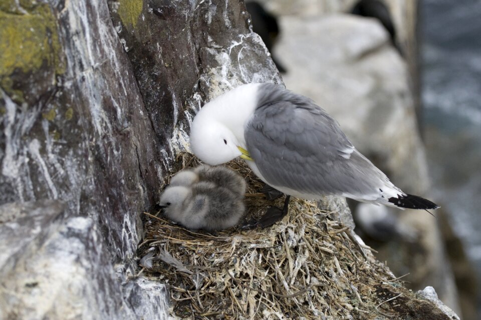 Animal nest chicks photo