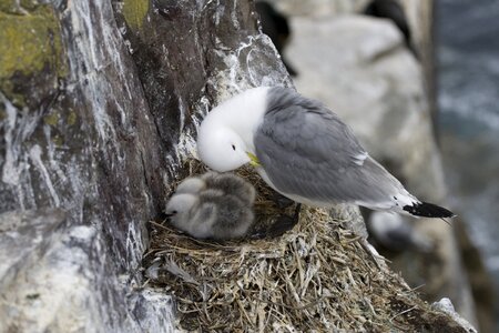 Animal nest chicks photo