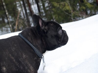 Pet french bulldog winter photo