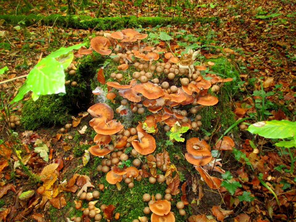 Mushrooms umbrinum forest mushrooms