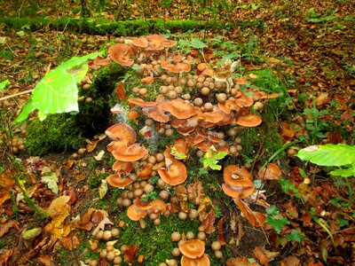 Mushrooms umbrinum forest mushrooms