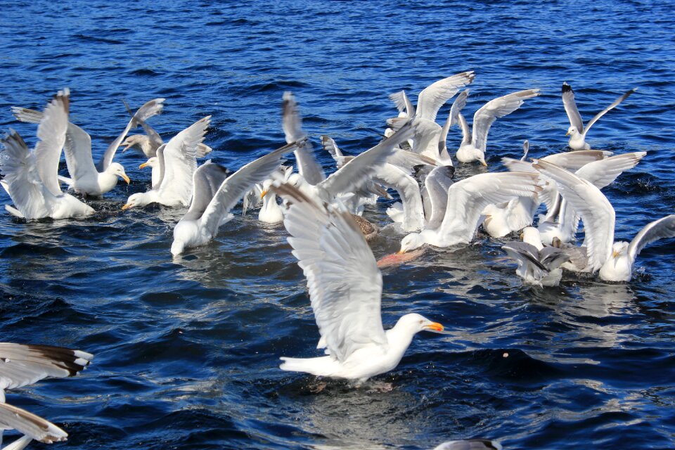 Wave north sea water bird