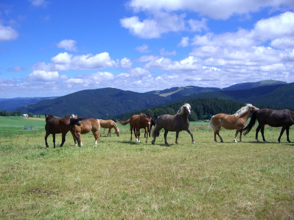 Pasture grass mountains