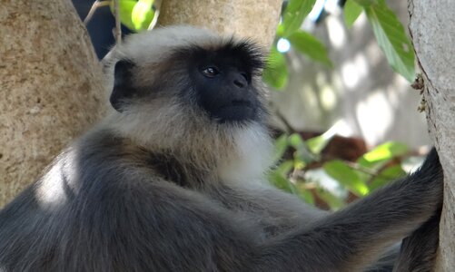 Mammal female hanuman langur
