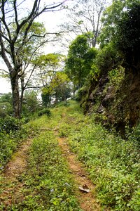 Country road grass