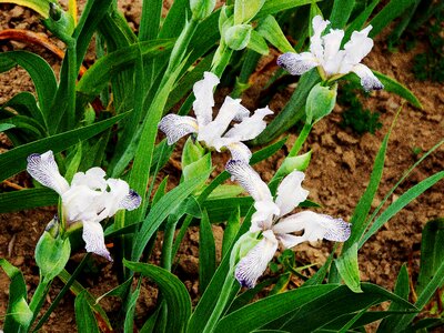 Blooming nature serene