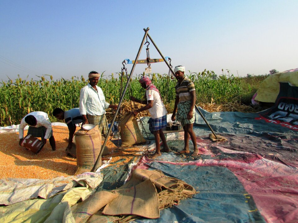 Indian corn vegetables seeds