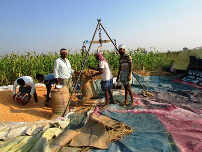 Indian corn vegetables seeds