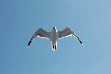 Bird gulls animal photo