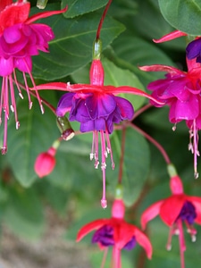 Flower plant nature