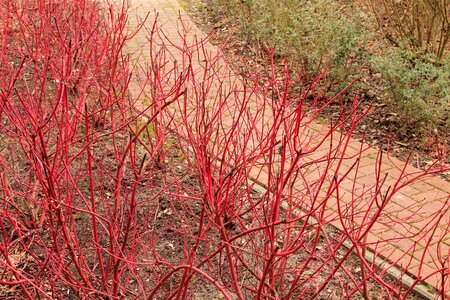 Sidewalk siberian dogwood kahl