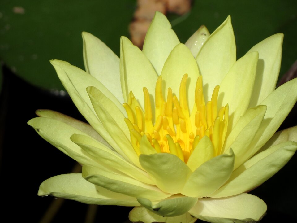 Waterlilies yellow plants
