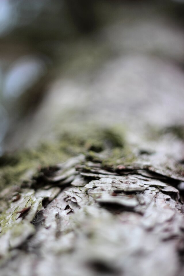 Tree tribe log