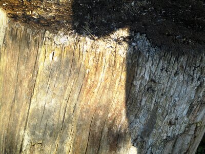 Tree stump sun sun beschienen