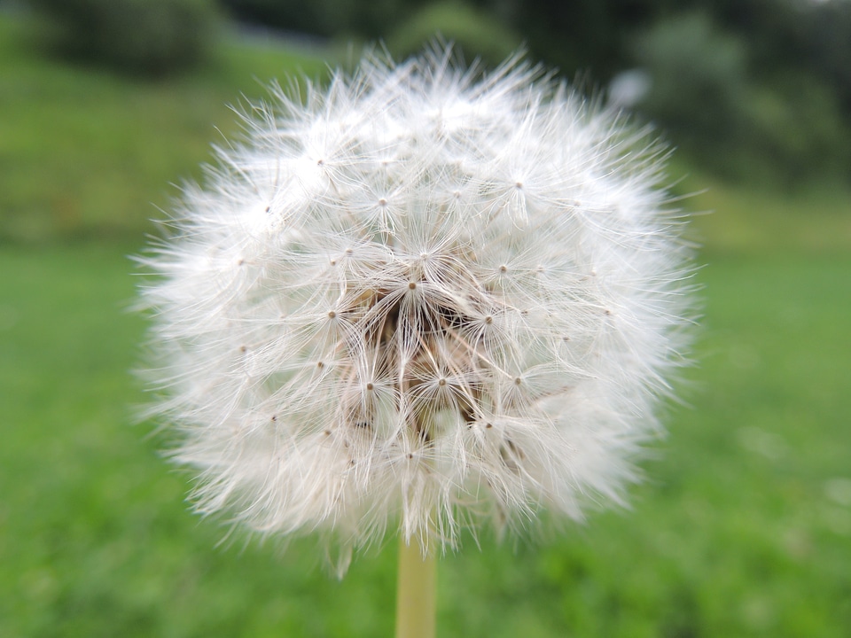 Summer meadow seeds