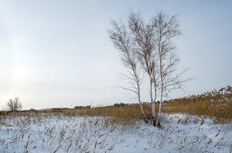 Reed grass nature photo