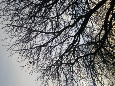 Tree branches autumn