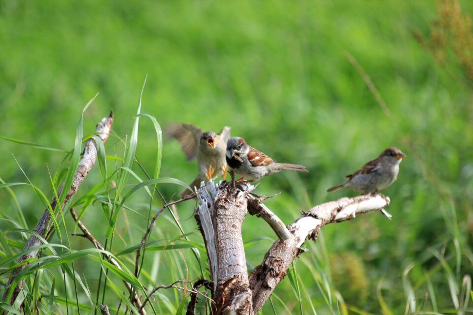 Sperling feed animal photo