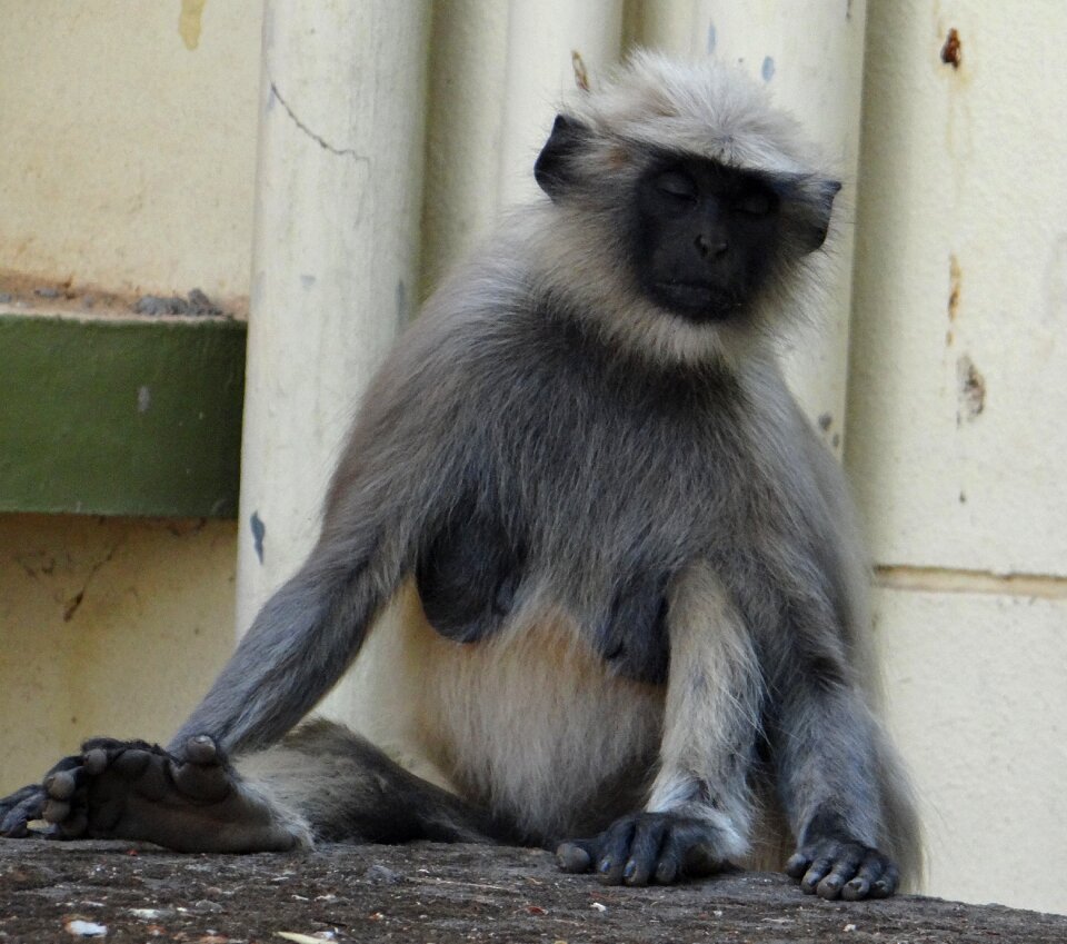 Meditating animal mammal