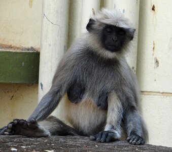 Meditating animal mammal