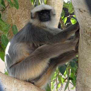 Animal mammal sitting
