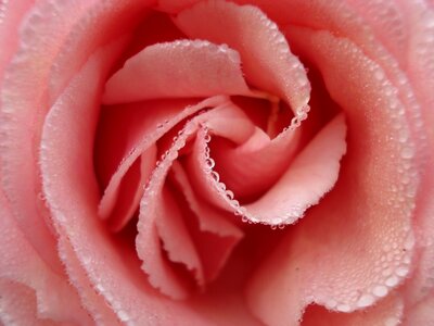 Rocio water droplets petals