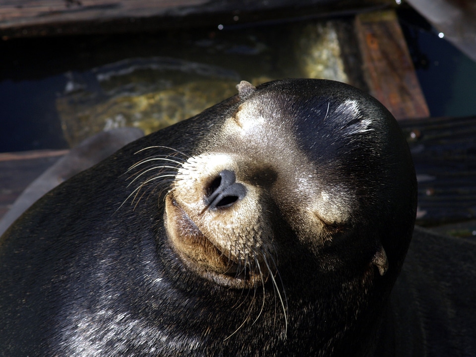 Ocean mammal wildlife