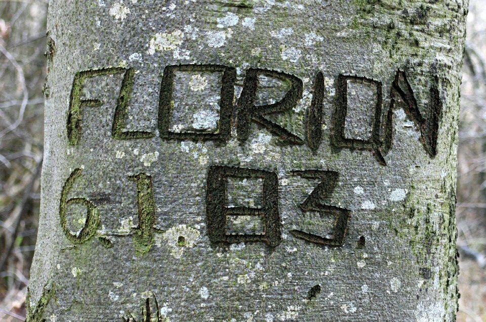 Symbol engraved eingeritzter tree