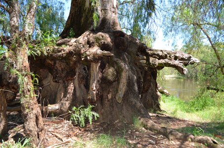 Wood nature stump