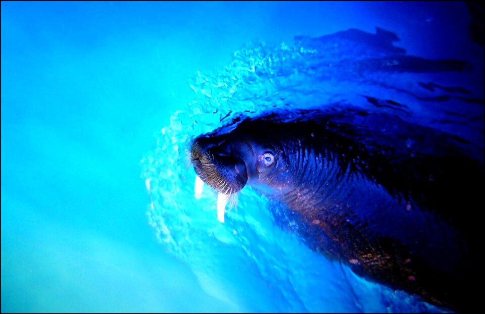 Meeresbewohner underwater animal