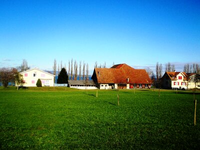Young fruit trees idyllic background