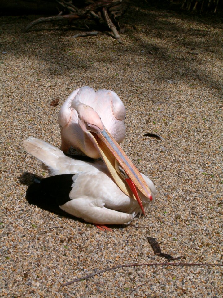 K k heron sweet baby animal
