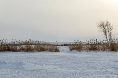 Reed grass nature