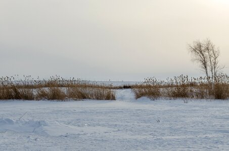 Reed grass nature photo