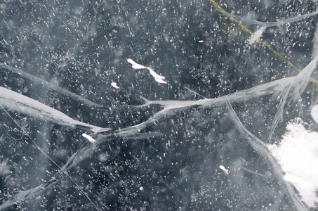 Reed grass nature photo