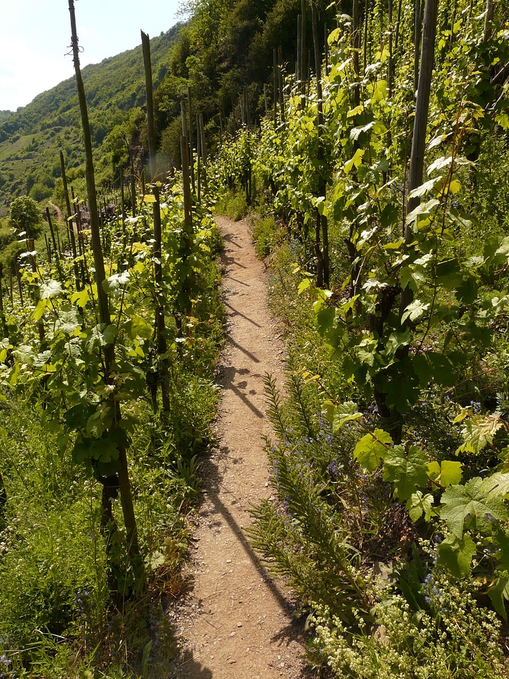 Vineyard wine growing winegrowing