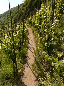 Vineyard wine growing winegrowing