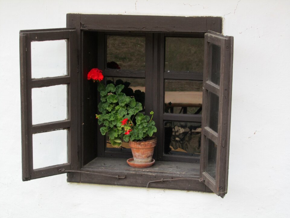 Floral window serenity