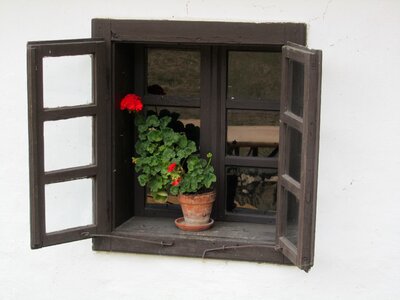 Floral window serenity
