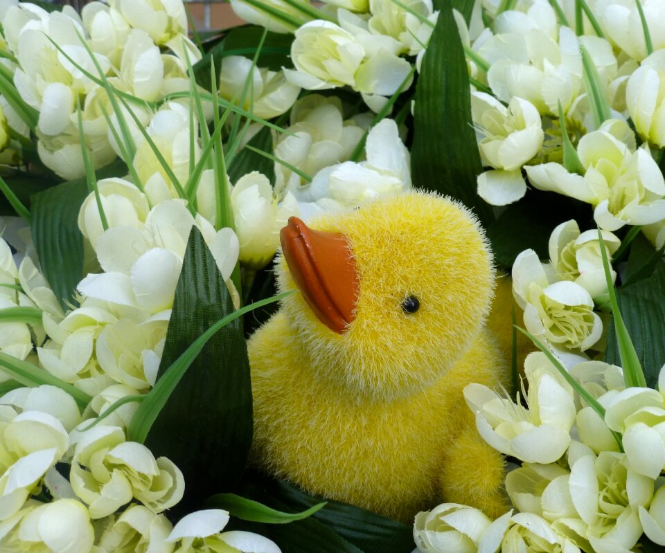 Flowers ducky spring