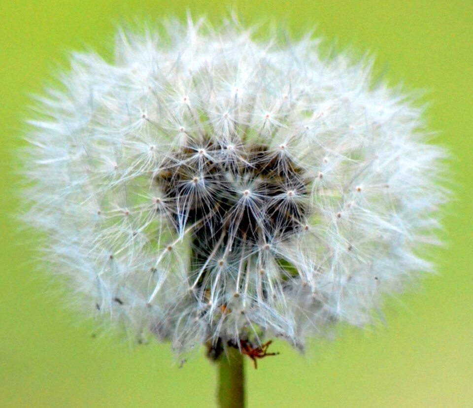 Dandelion nature close up