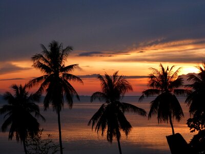 Sunset palm trees beach photo