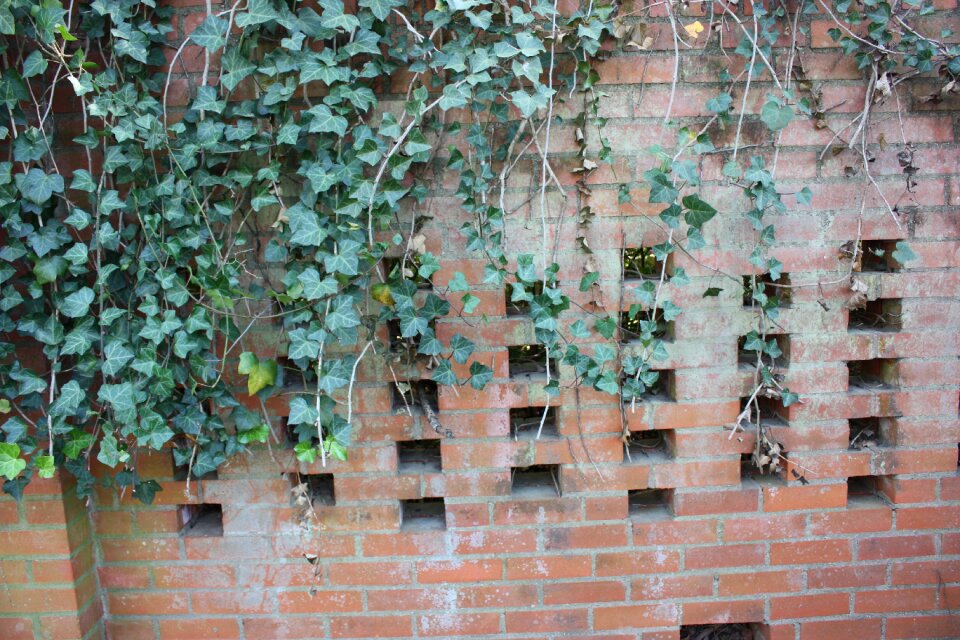 Outside wall climbing plant photo