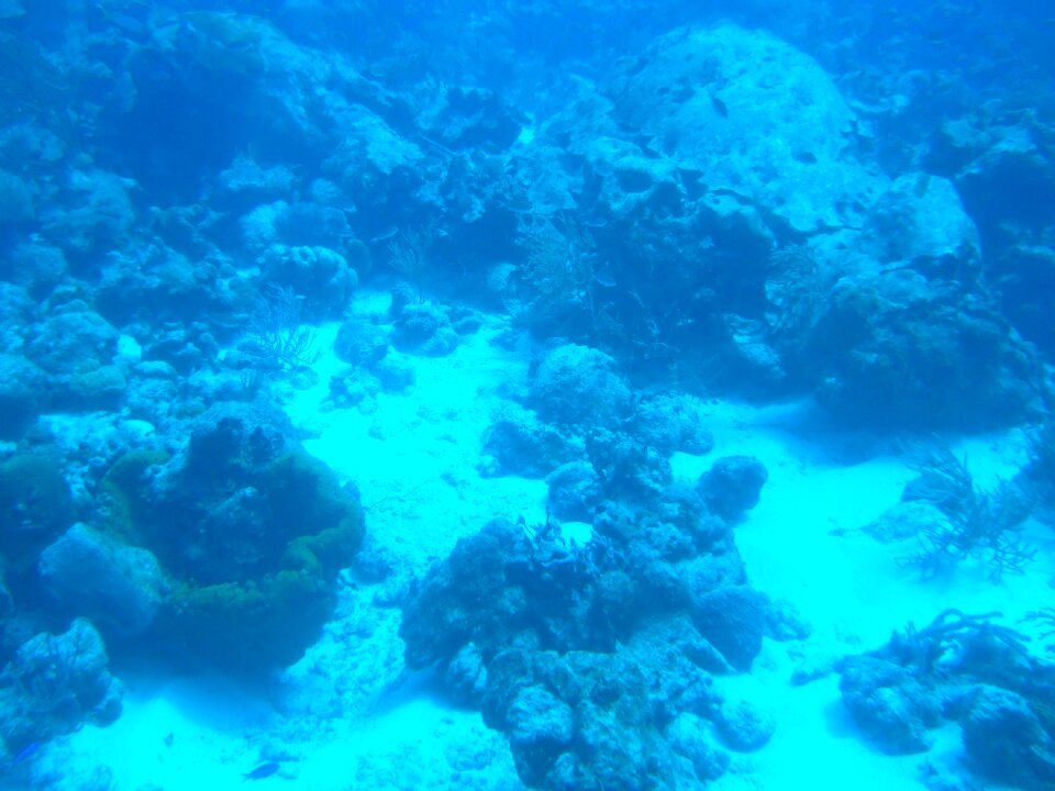 Water scuba diving coral