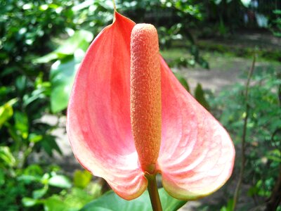 Ear elephant leaf