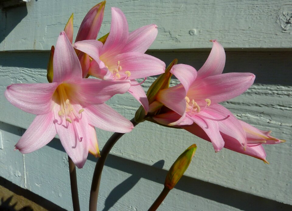 Pink flower flowers nature