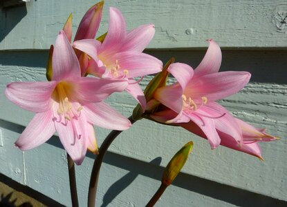 Pink flower flowers nature