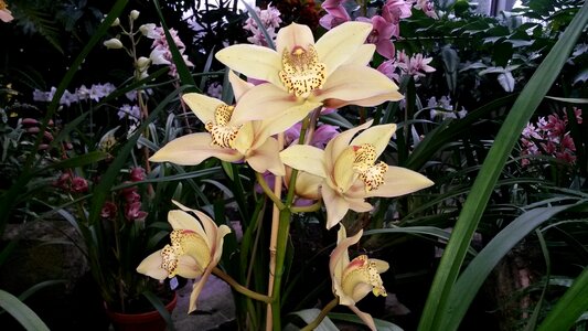 Bloom nature plant