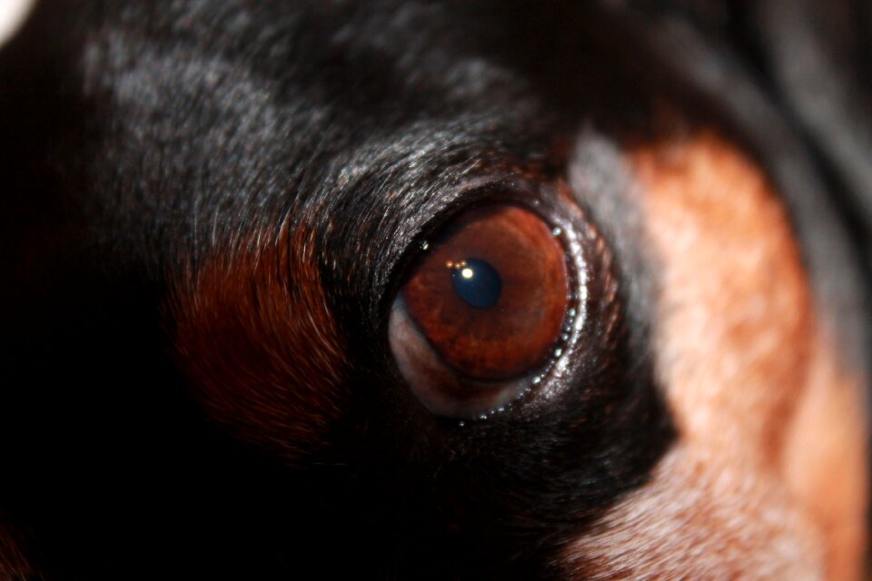 Brown animal close up